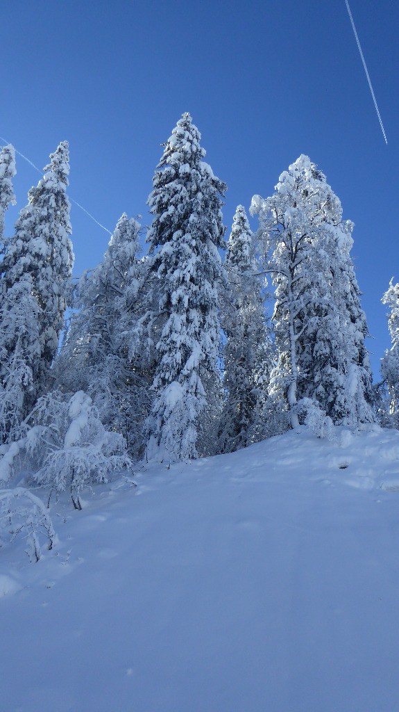 Hard la vie de sapin ..