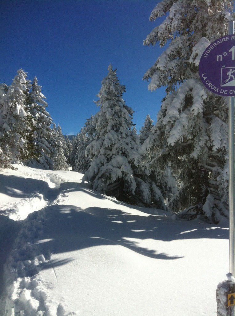 Arbres bien chargés 