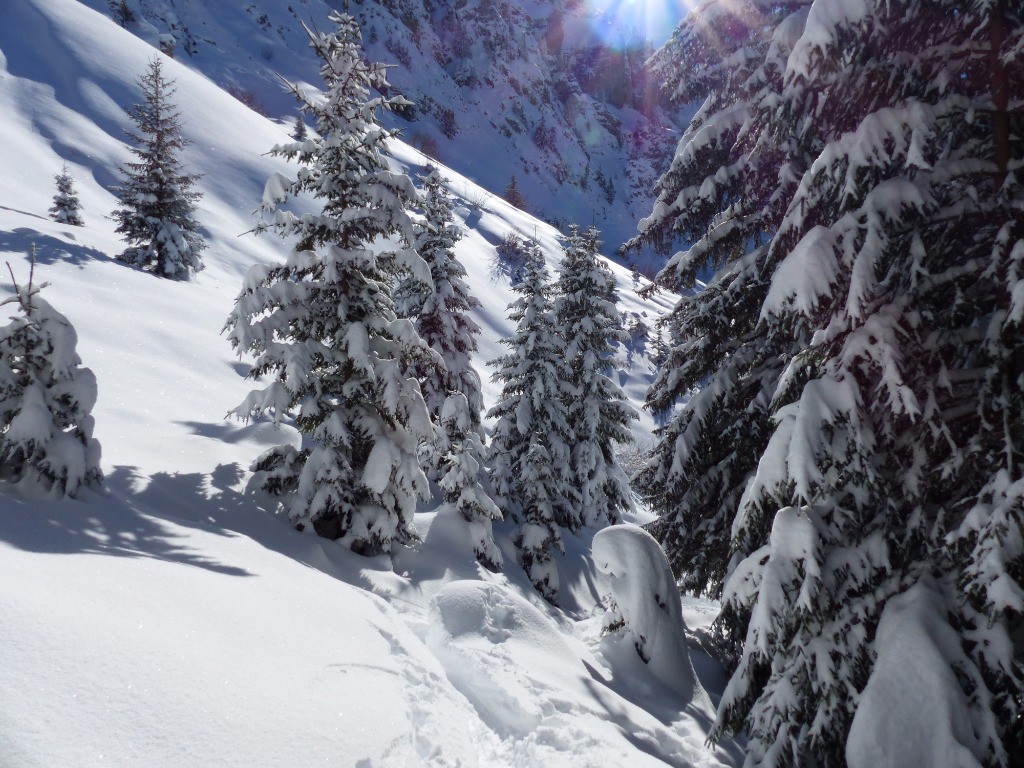 Début du sentier botanique menant au col du Pré : épaisseur de neige délirante, même en forêt !