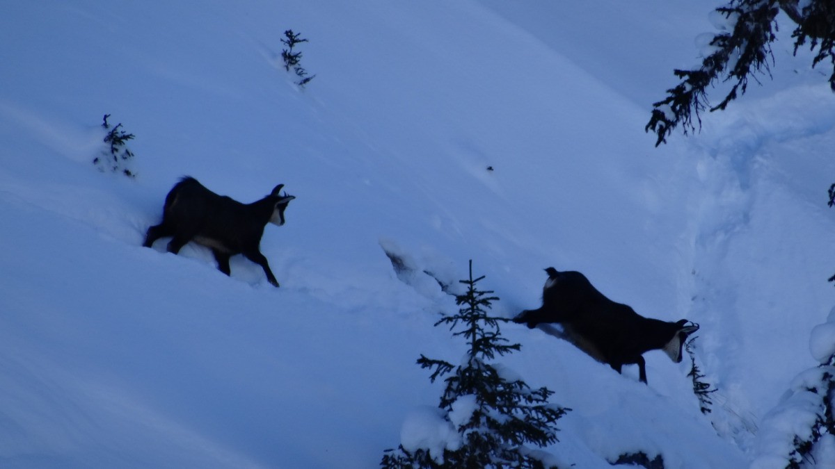 #3 Chamitos Chamitos