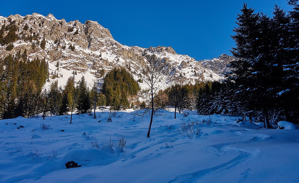 Bonne poudre en forêt...