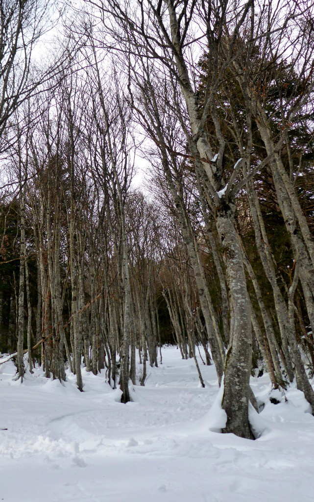 #19 Forêt au top :) Forêt au top :)
