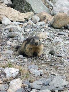 Marmotes : peu farouche la  Dame