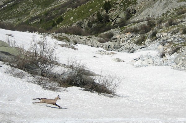 Flying chamois : Une petite course avec les chamois dans le bas du vallon de Bonnepierre