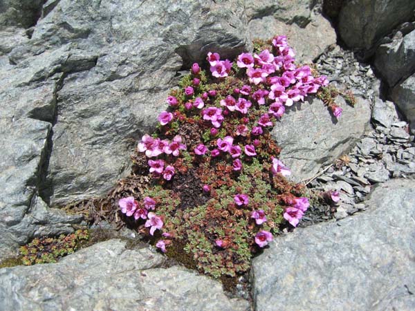 #7 Au col des Roches : à 3400 c Au col des Roches : à 3400 c'est déjà le printemps