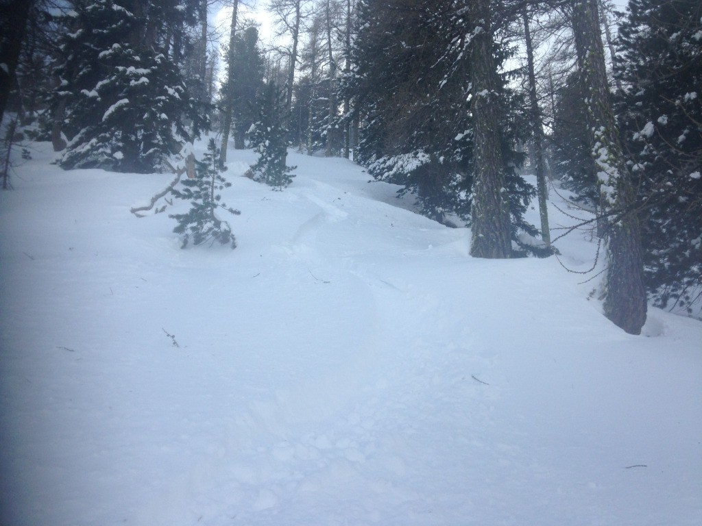 Du bons skis dans le bois