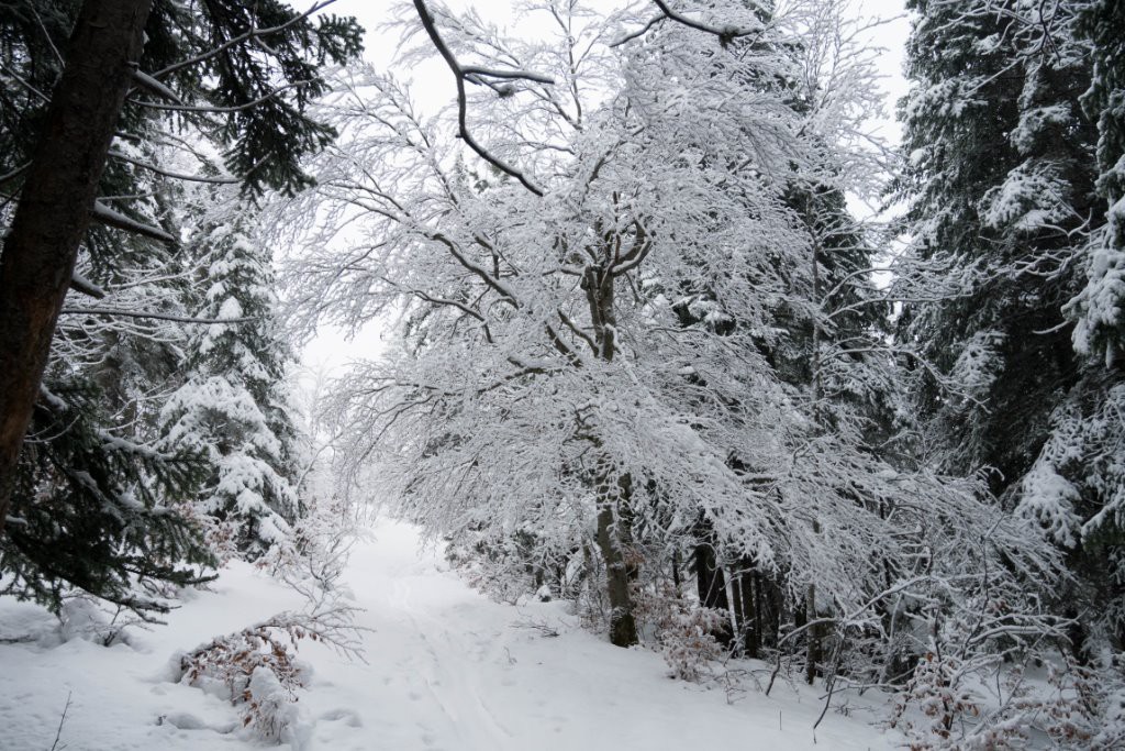 foret d'hiver