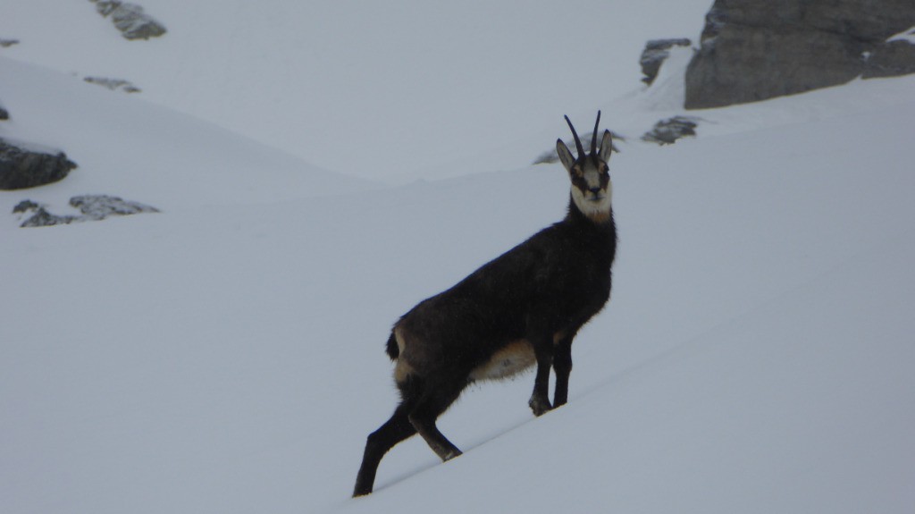 Chamois peu farouche