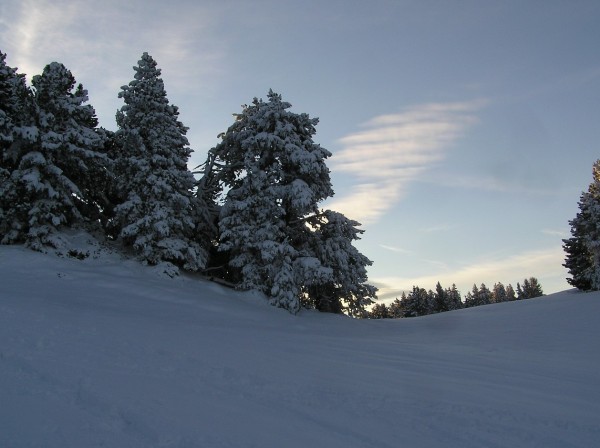 Neige : Les arbres sont encore platrés