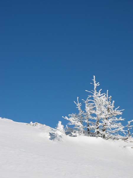 Arbre et neige : Bleu-Blanc et gris tout en bas (dans la vallée)
