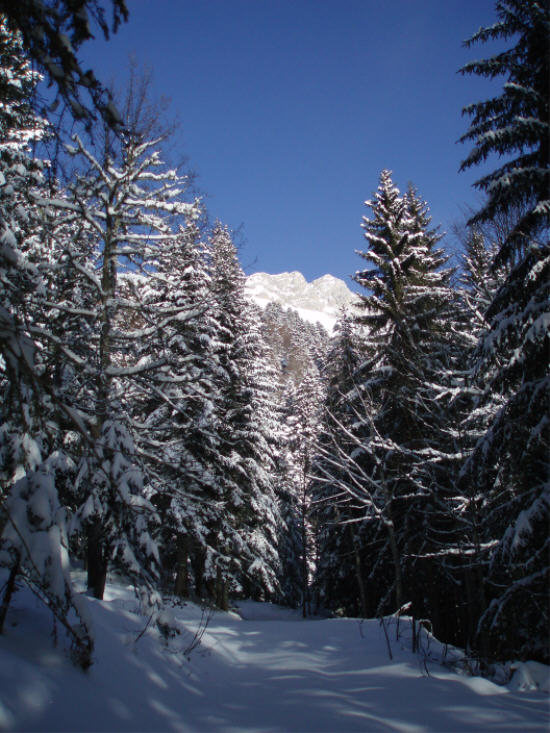 #2 colombier d colombier d'aillons : de belle quantité en forêt, bonne surprise