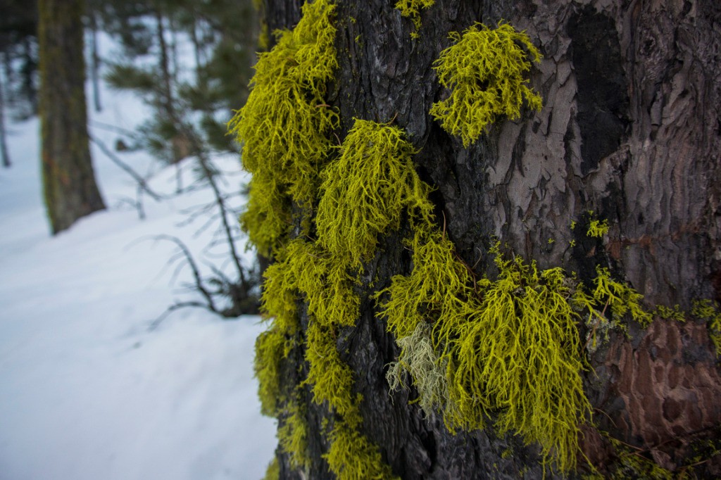 lichens typiques du secteur