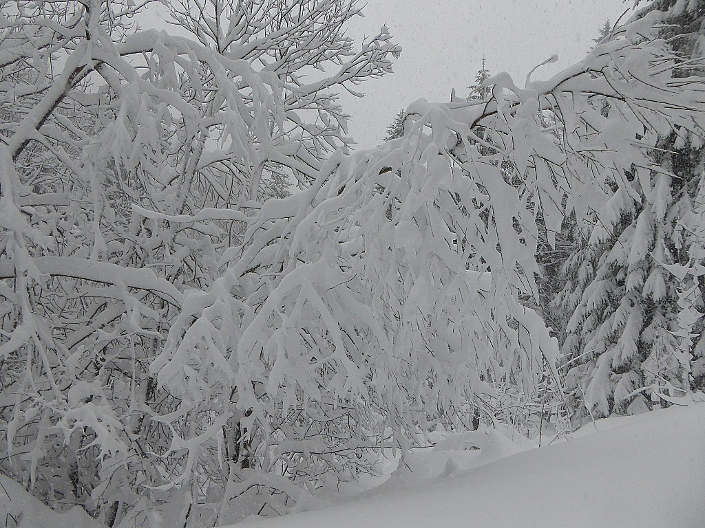 #4 Beaucoup de neige lourde Beaucoup de neige lourde