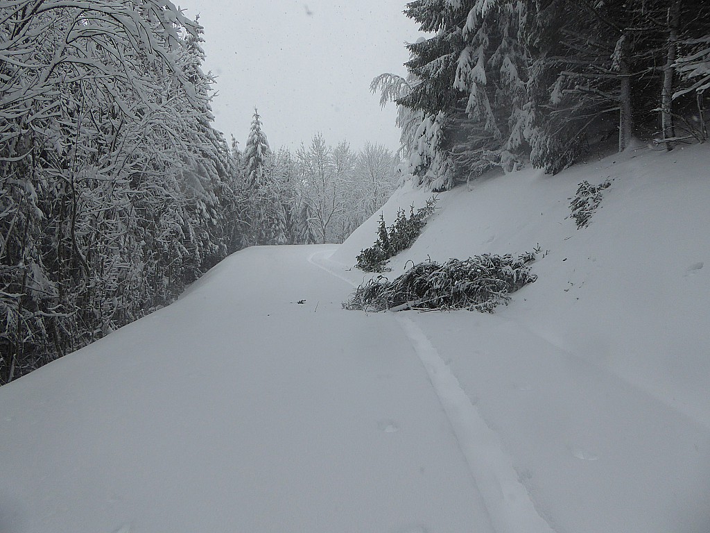 Chute de sapin après mon passage