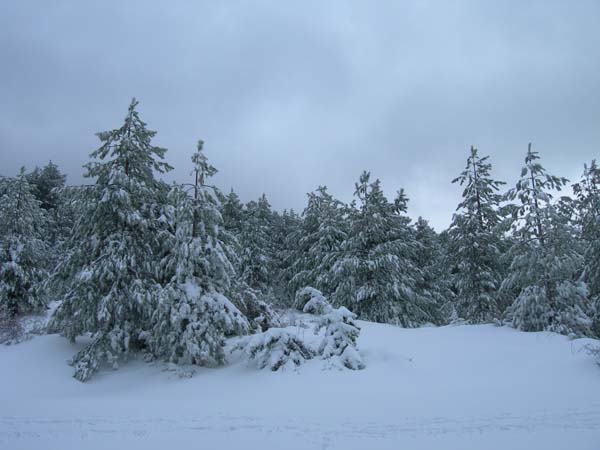 #2 Pins de noël : Les pins larici de Corse déguisés en épicéas de la Chartreuse Pins de noël : Les pins larici de Corse déguisés en épicéas de la Chartreuse