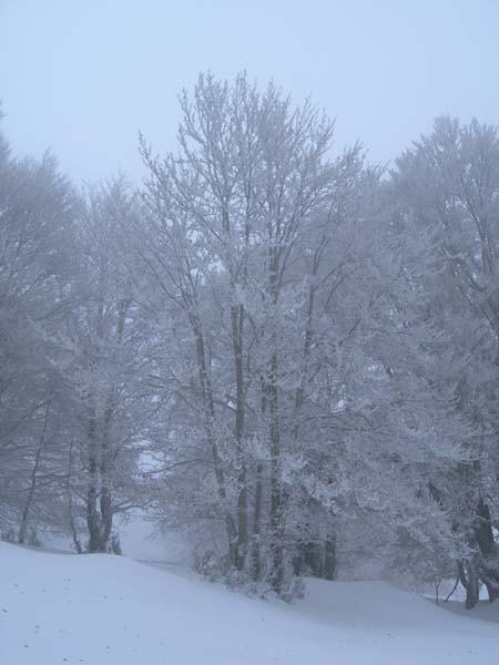 #3 Hêtre glacé : Ambiance glaciale plus haut Hêtre glacé : Ambiance glaciale plus haut