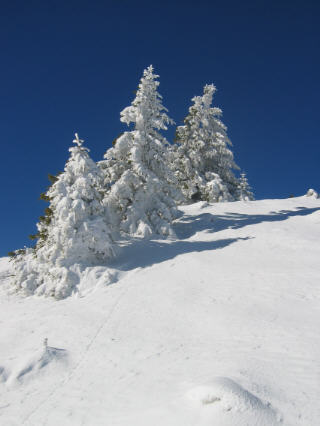 #1 Sapin chartreuse : C Sapin chartreuse : C'est bientôt Noel !