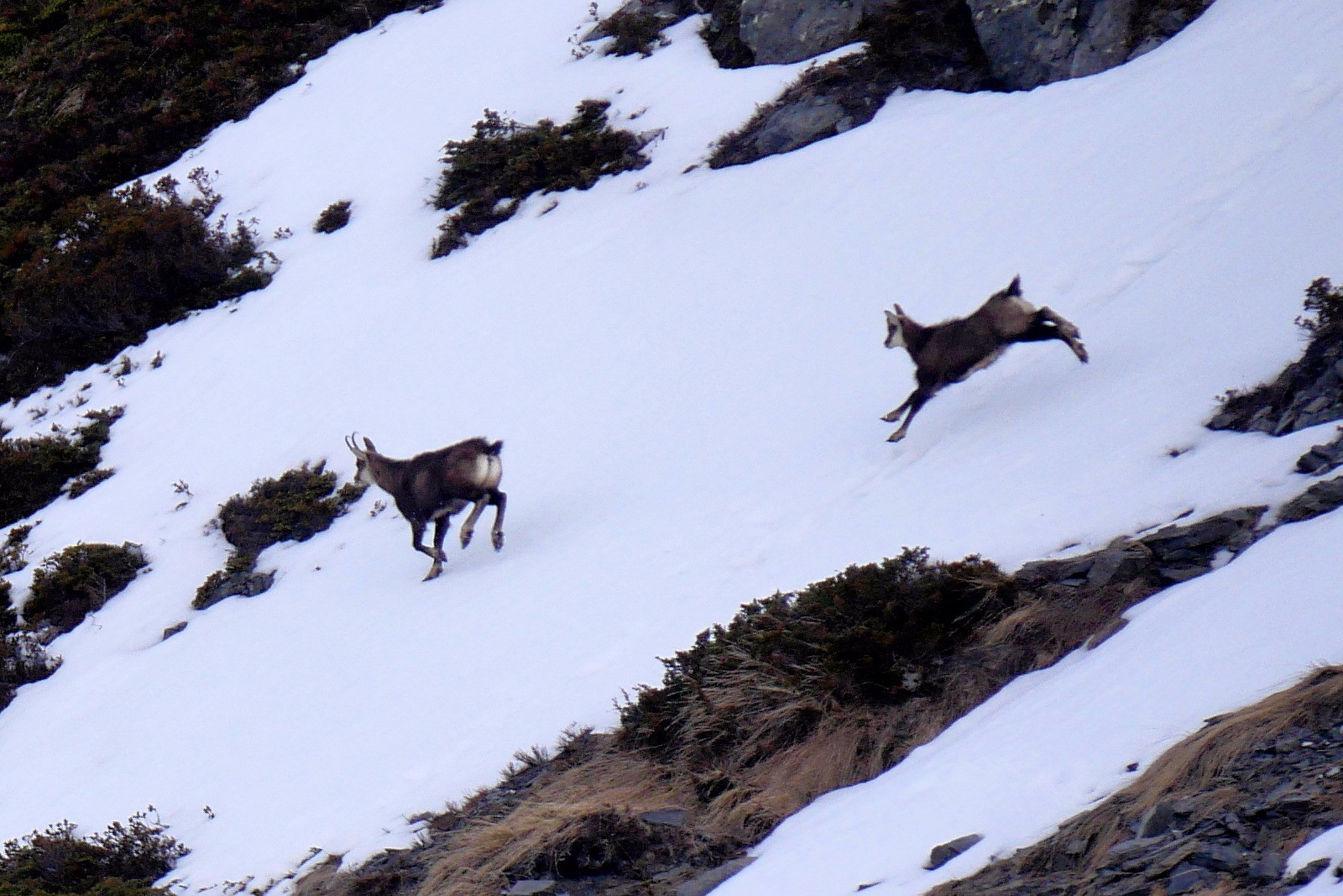 #3 Une harde de chamois déguerpit à notre approche. Une harde de chamois déguerpit à notre approche.