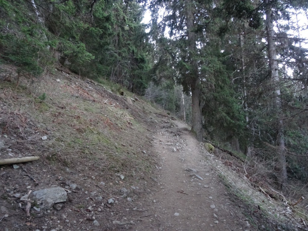 forêt top sèche !