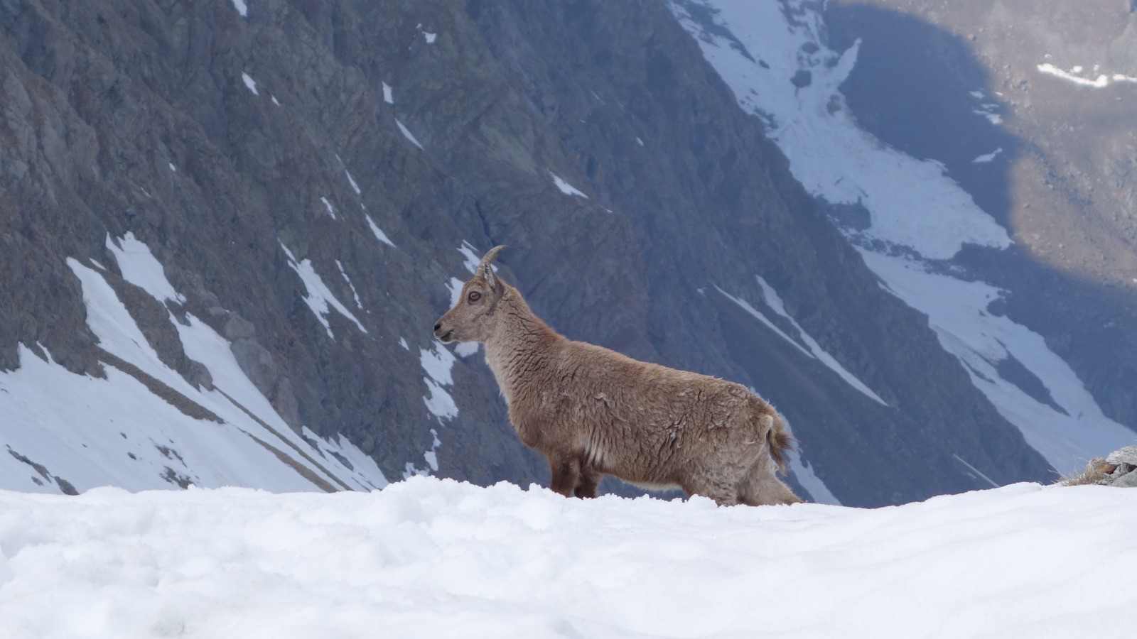 La faune locale