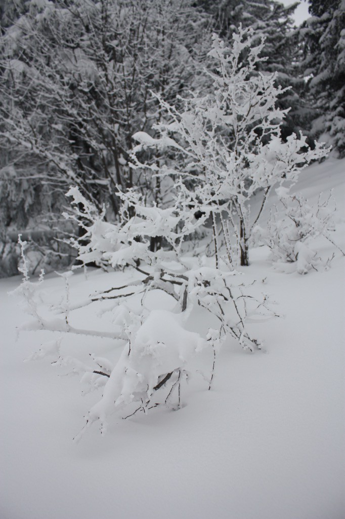 #5 Végétation sous la neige Végétation sous la neige