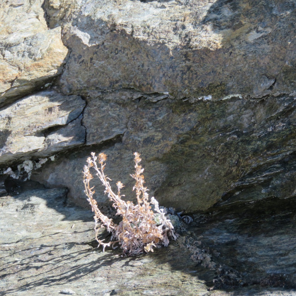 #8 ....reste de Genépi!!
....reste de Genépi!!