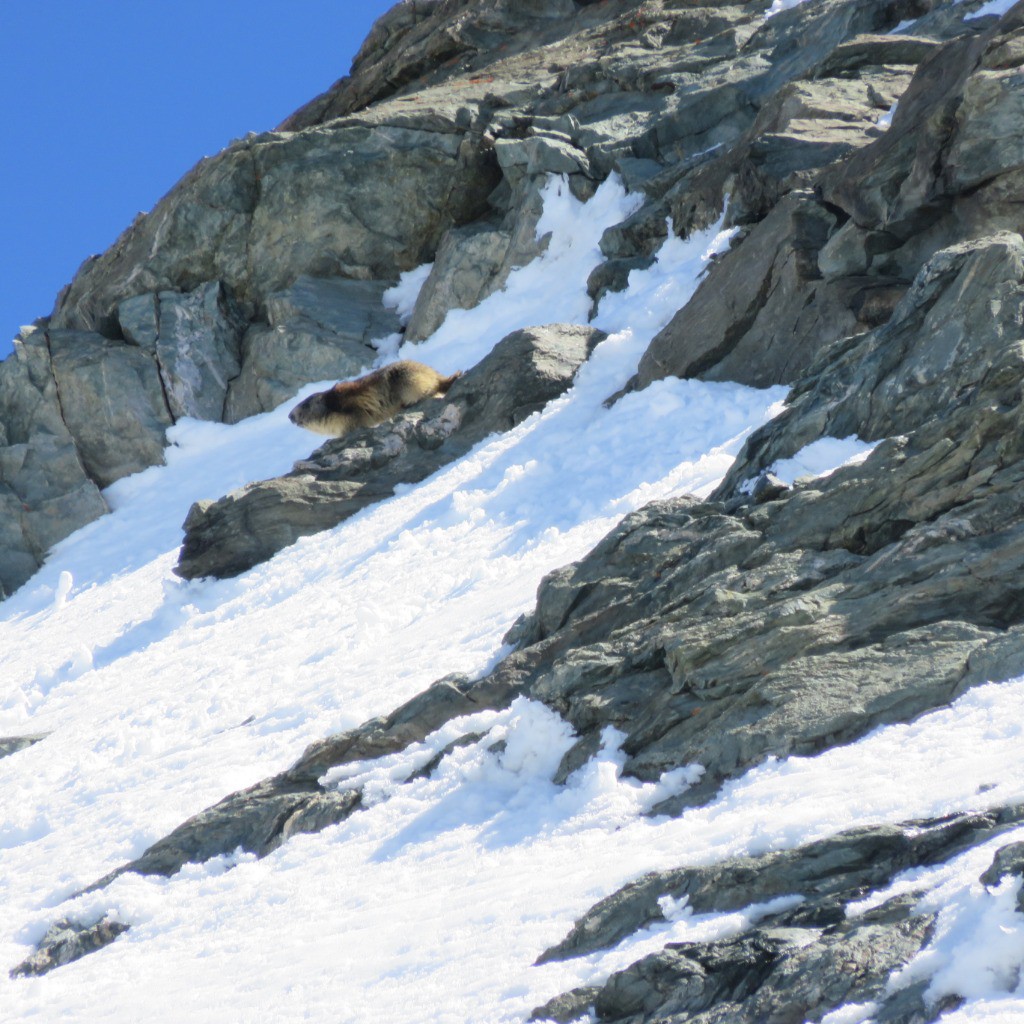 #12 La marmotte juste sous le sommet, plus matinale que nous!! Déjà à la redescente!!
La marmotte juste sous le sommet, plus matinale que nous!! Déjà à la redescente!!
