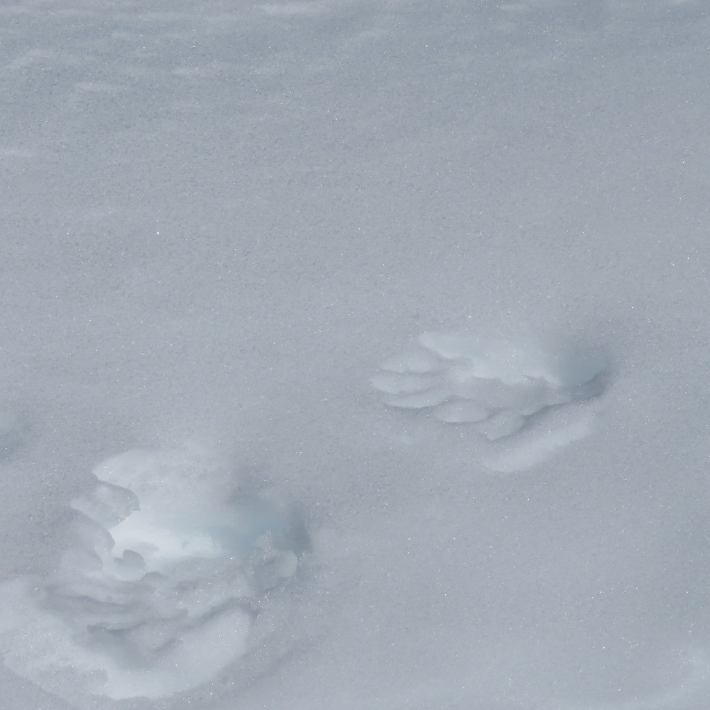 #19 Mademoiselle marmotte a laissée ses traces au sommet!!
Mademoiselle marmotte a laissée ses traces au sommet!!