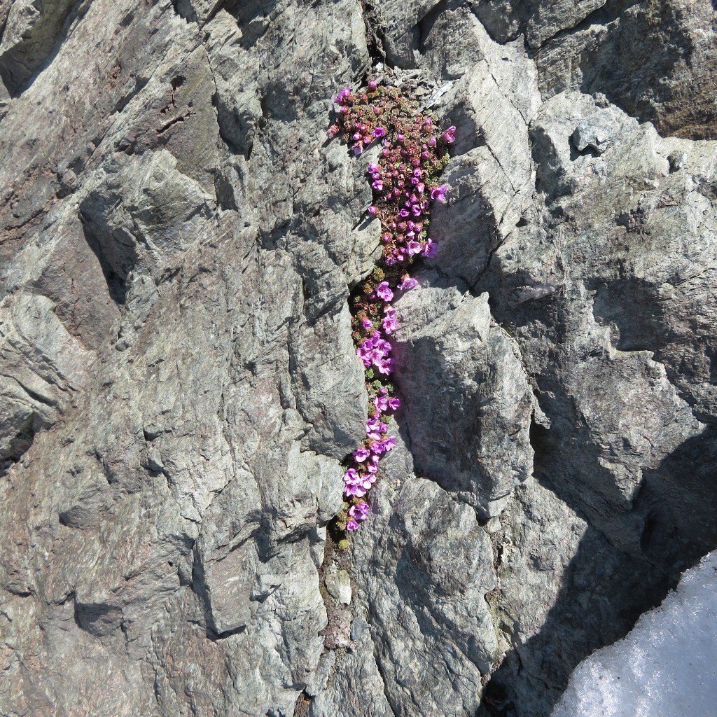 #7 C C'est le printemps sous le col des Roches!!