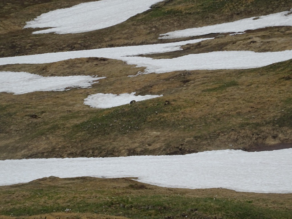 Marmottes à Prariond. 