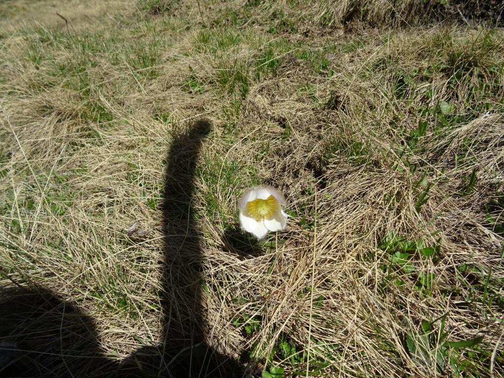 Clin d'oeil à Dame Taramont 