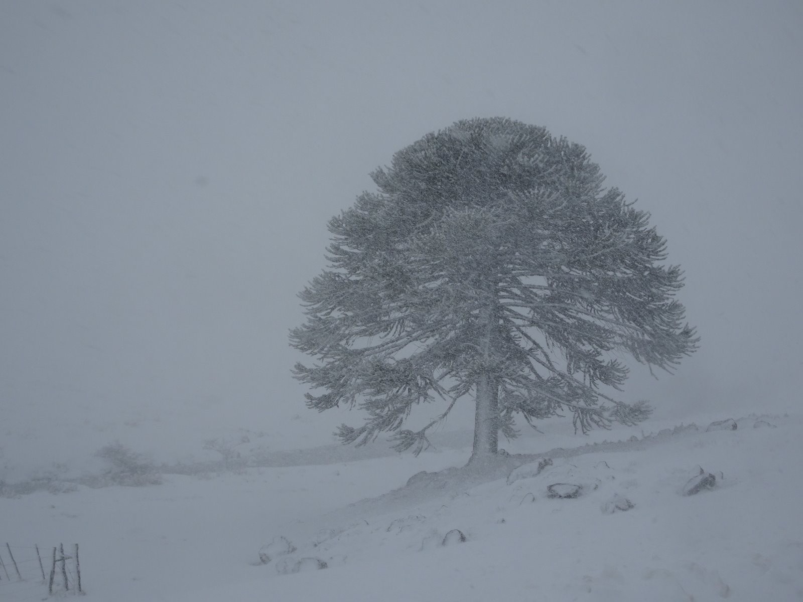Araucaria dans la tempête de neige