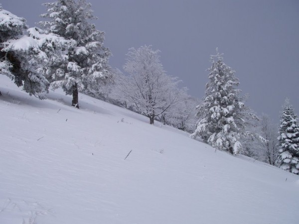 #1 Noel !!! : La température n Noel !!! : La température n'est pas encore passée au dessus de zéro , les arbres sont bien garnis