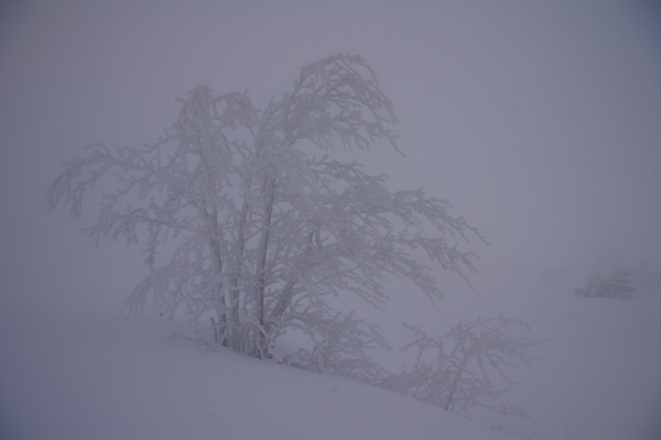#2 petit arbre : brr... petit arbre : brr...