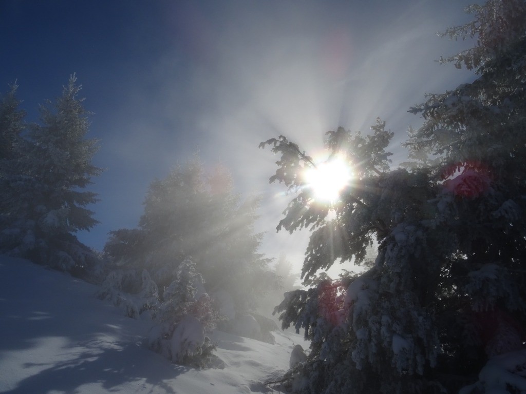 Soleil, brouillard, sapin