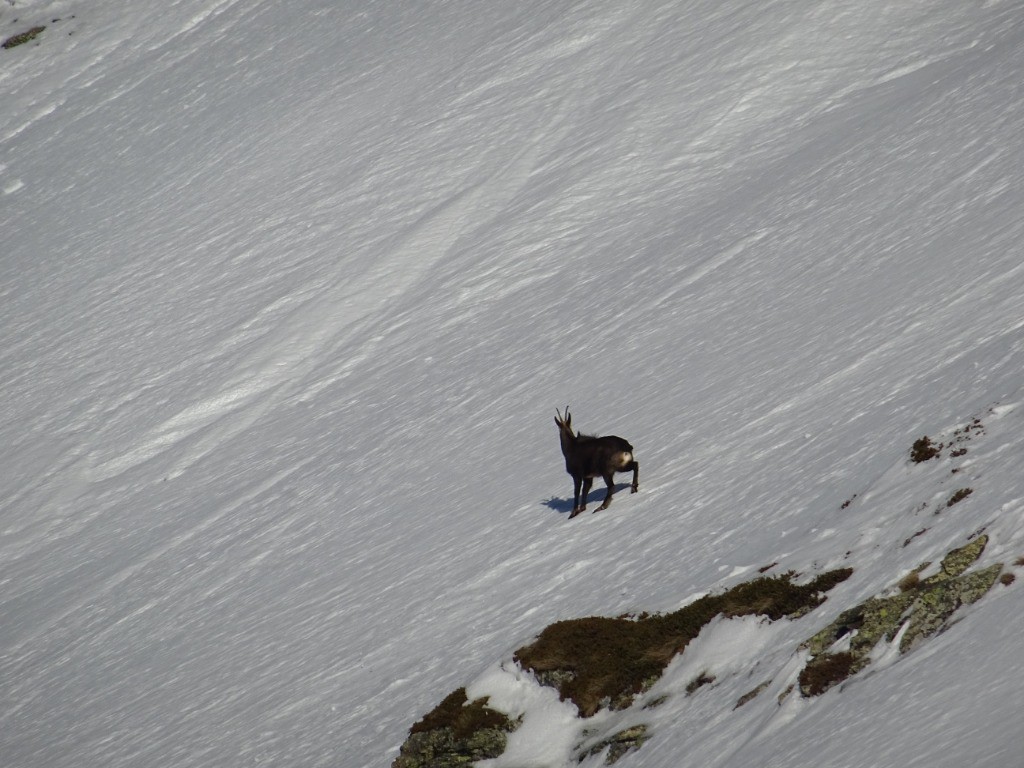 Coucou