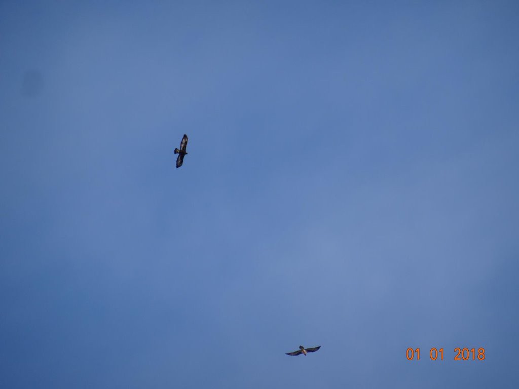 #2 Un Aigle et un Gypaète Un Aigle et un Gypaète