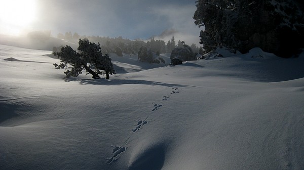 #6 Vallon de Marcieu : Une trace de Skitourien ? Vallon de Marcieu : Une trace de Skitourien ?