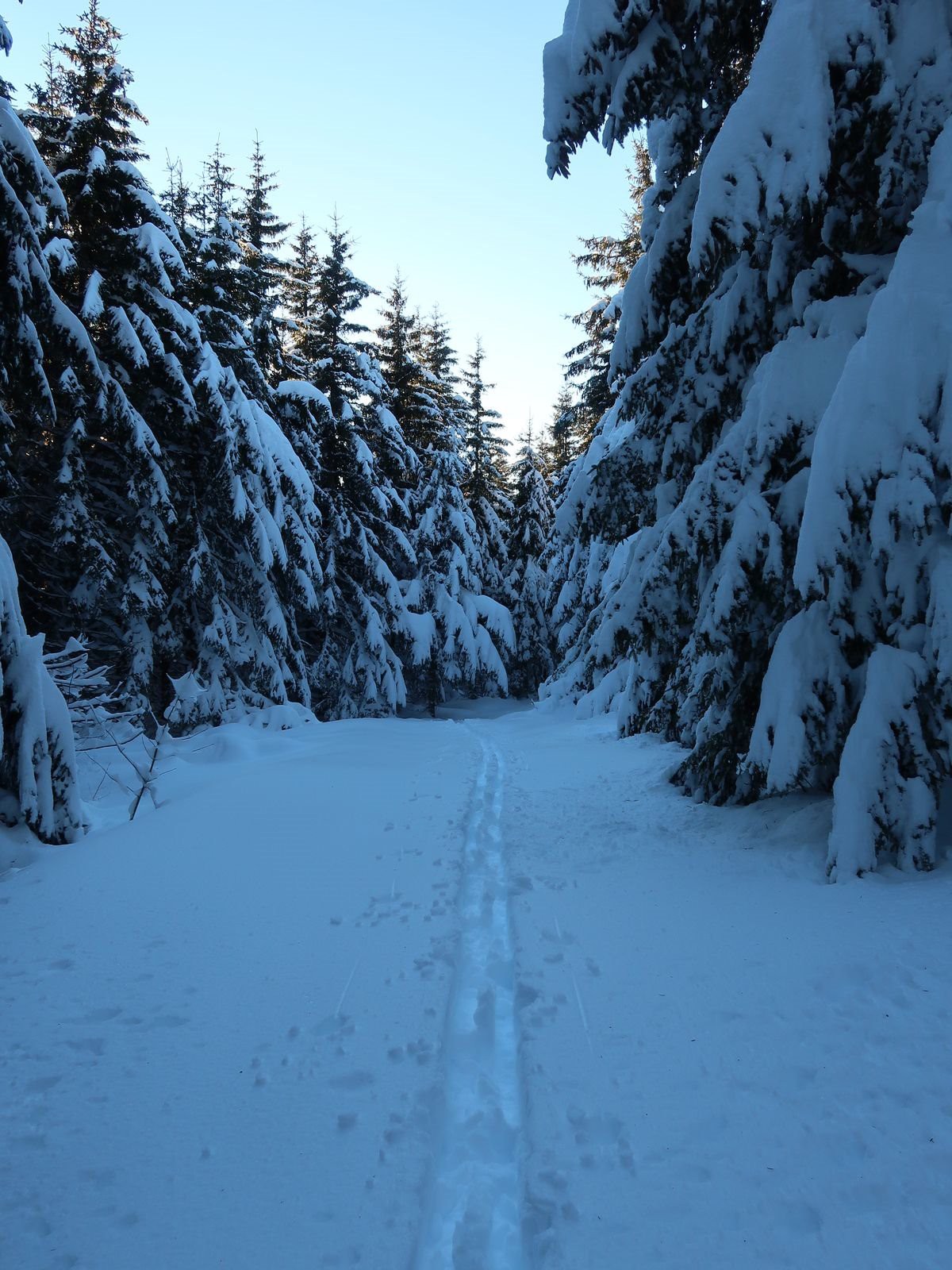 #8 Forêt de Taupernas Forêt de Taupernas