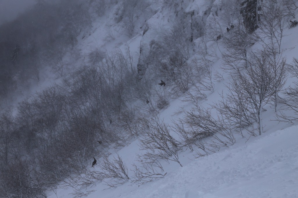 De nombreux chamois au pied du Falimont, moins farouches que dans les Alpes!