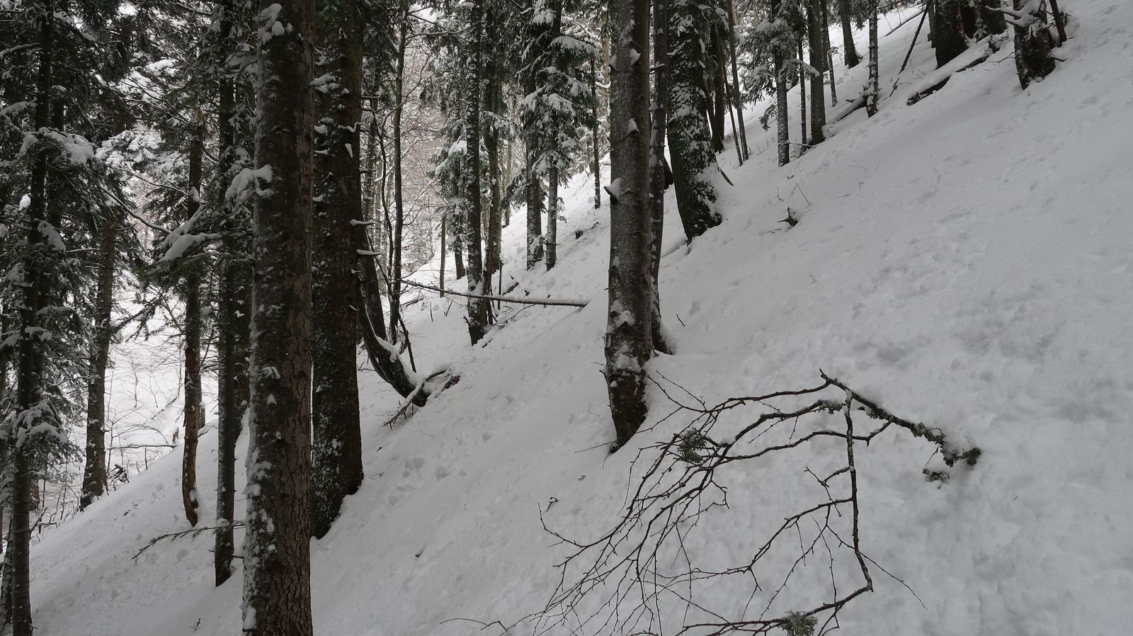 #10 Remontée difficile en forêt abrupte Remontée difficile en forêt abrupte