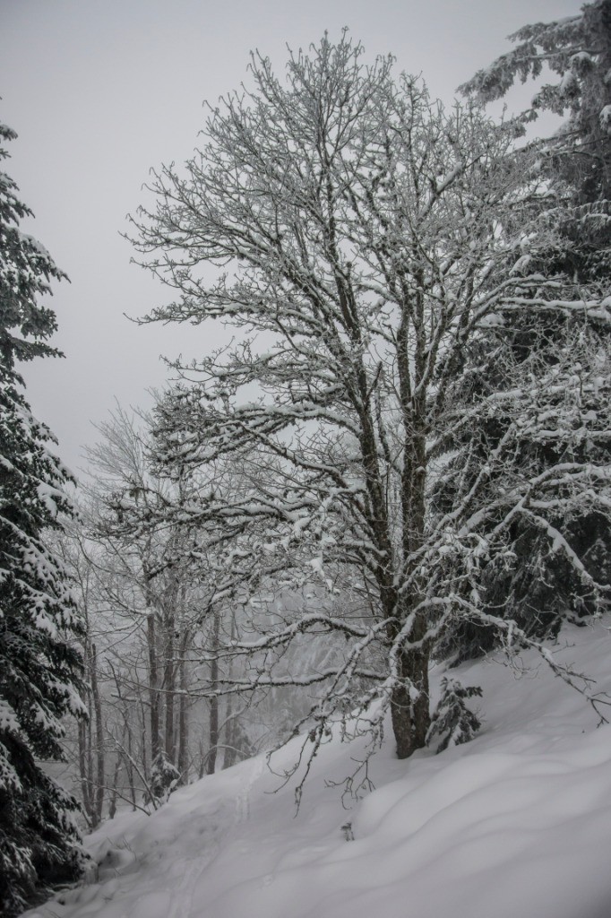 Quelques clairières permettent des moments de bon ski