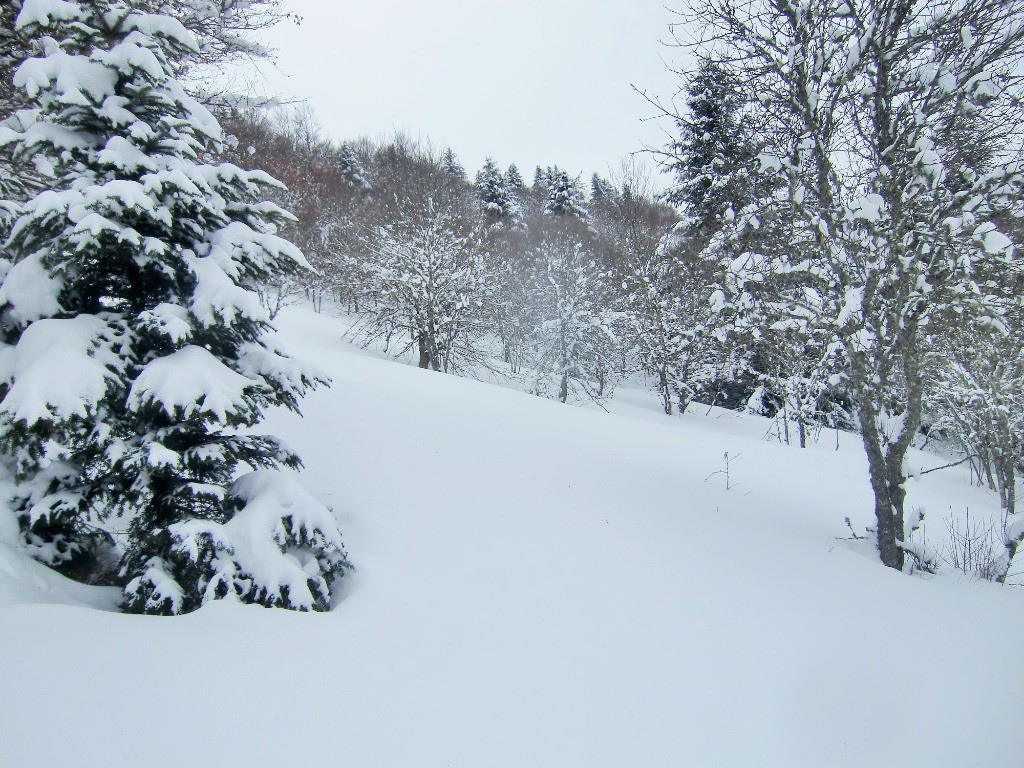 #2 Belle poudreuse en forêt!
Belle poudreuse en forêt!