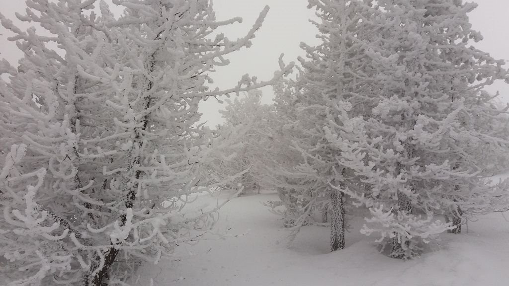 #5 Forêt d Forêt d'Alambre nord