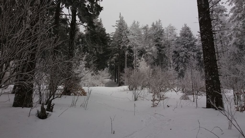 #9 Une forêt ouverte pour le ski Une forêt ouverte pour le ski