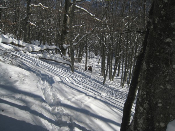 #3 Dans la fôret : Bon ski dans une neige restée froide Dans la fôret : Bon ski dans une neige restée froide