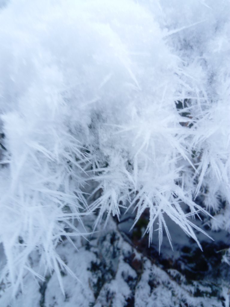 aiguilles de givre