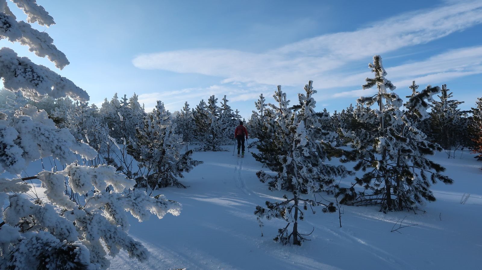 #6 Forêt de Taupernas Forêt de Taupernas