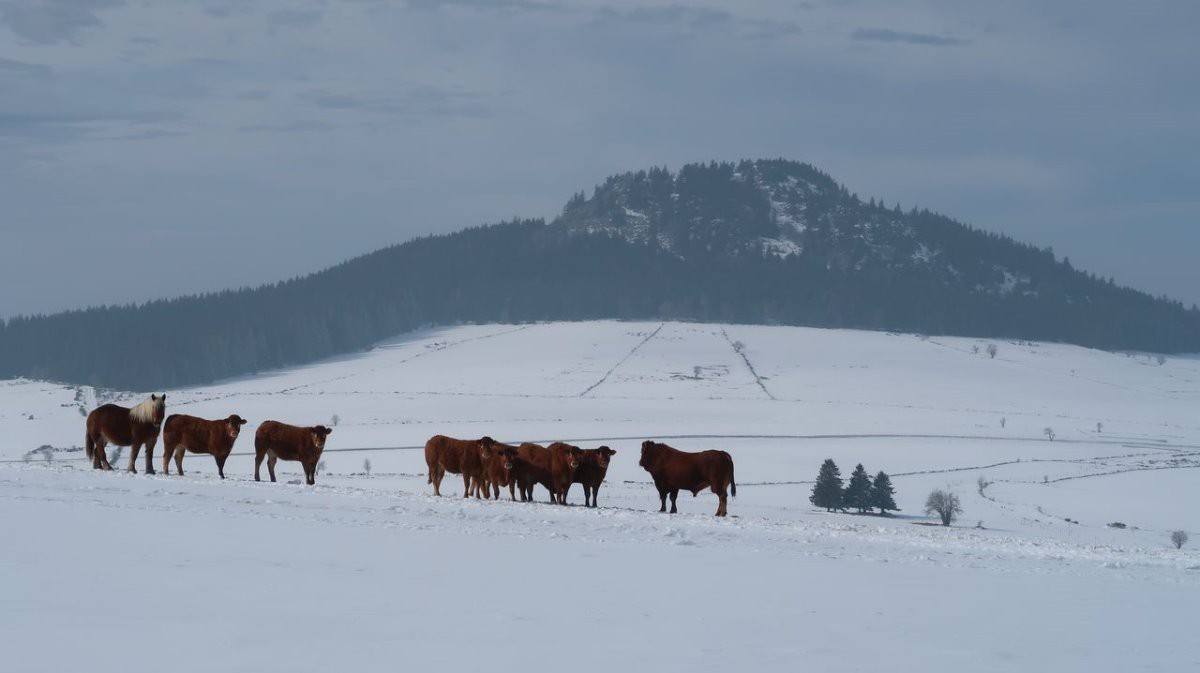 #7 Tout le monde n Tout le monde n'est pas au salon de l'agriculture