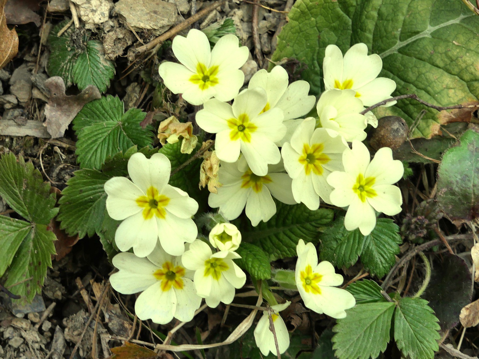 Le printemps montre timidement le bout de son nez.